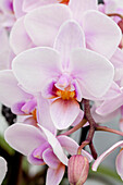 Phalaenopsis Steffi 8