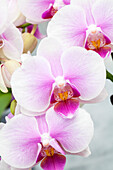 Phalaenopsis 'Jarita 1'