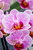 Phalaenopsis 'Katja 9'