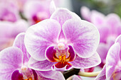 Phalaenopsis 'Judith 8'