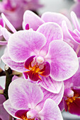 Phalaenopsis Judith 8