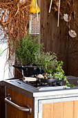 Plants in pots on hearth ( Thymus, Rosemary, Sempervirum)