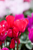 Cyclamen persicum 'Salmon Scarlet Decora