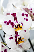 Phalaenopsis 'Alice 4'