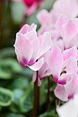 Cyclamen persicum 'Decora'