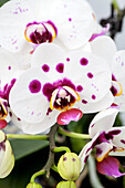 Phalaenopsis 'Antoinette 8'