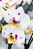 Phalaenopsis 'Trinity 10'