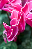 Cyclamen persicum 'Decora'