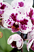 Phalaenopsis 'Rena 3'