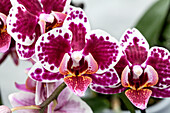 Phalaenopsis 'Lilo 18'