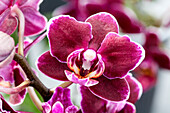 Phalaenopsis Aliyah 29