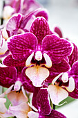 Phalaenopsis Jordan 2