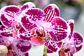 Phalaenopsis 'Anastasia 16