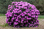 Rhododendron catawbiense 'Grandiflorum'