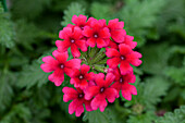 Verbena Vectura® 'Dark Red'