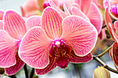 Phalaenopsis Fritzi 14