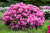 Rhododendron Hybride (großblumig)