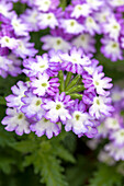 Verbena Vectura® Purple Wing