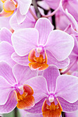 Phalaenopsis 'Nanni