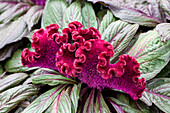 Celosia argentea var. cristata 'Dracula'