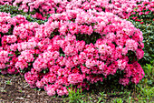 Rhododendron yakushimanum, pink