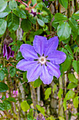 Clematis 'King's Child'(s)