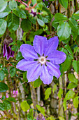 Clematis 'Königskind'(s)