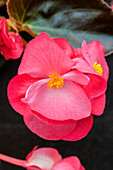 Begonia Megawatt Rose Bronze Leaf