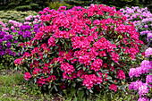 Rhododendron