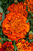 Tagetes patula Fireball