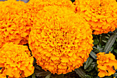 Tagetes erecta Marvel 'Orange Improved'