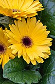 Gerbera 'Mega Revolution Yellow with Dark Eye Improved'