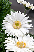 Gerbera 'Mega Revolution White with Light Eye'