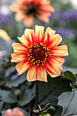 Dahlia x hortensis Lubega® 'Dark Orange'