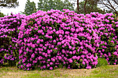 Rhododendron Hybride (großblumig)