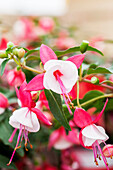 Fuchsia Fuchsini 'Red White'