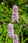 Persicaria amphibia