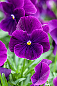 Viola x wittrockiana 'Cool Wave® Purple Improved'
