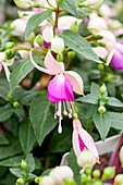 Fuchsia Fuchsita® 'Blush-Violet