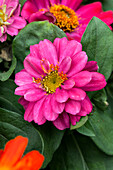 Zinnia 'Double Zahara Brilliant Mix'