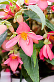 Begonia boliviensis Bellavista® 'Compact Pink'.