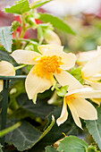 Begonia boliviensis Bellavista® 'Compact Yellow'