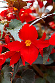 Begonia boliviensis Bellavista®' Dark Leaf Red'