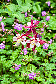 Aquilegia caerulea