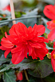 Begonia boliviensis Bellavista® Double Red
