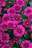 Chrysanthemum indicum Skyfall® 'Purple'