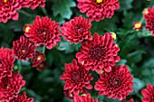 Chrysanthemum indicum Skyfall® 'Red'
