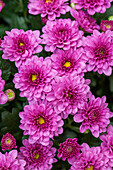 Chrysanthemum indicum Skyfall® 'Pink'