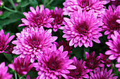 Chrysanthemum indicum 'Morgana Pink'