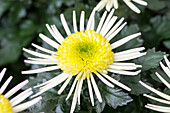 Chrysanthemum indicum 'Corcovado White'